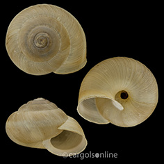 IMG_detallada/Euomphalia strigella ruscinica.jpg